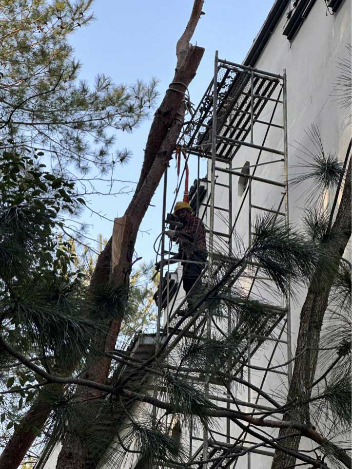 排除隱患，國資公司砍樹解民憂