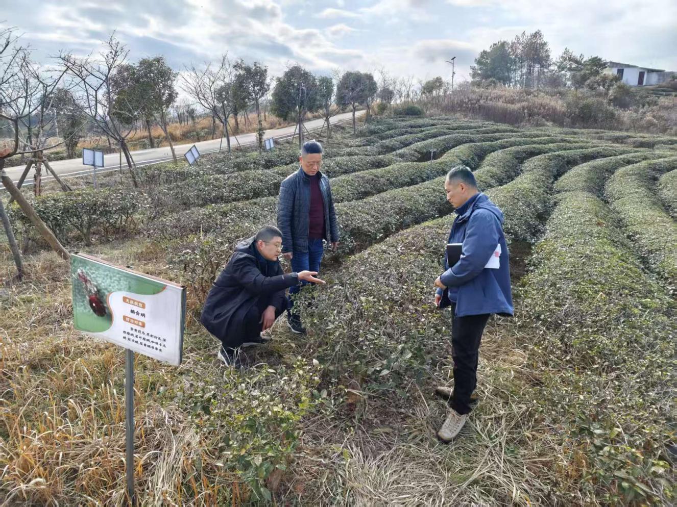 茶葉專家獻良策出實招 助力茶園管理提質(zhì)增效