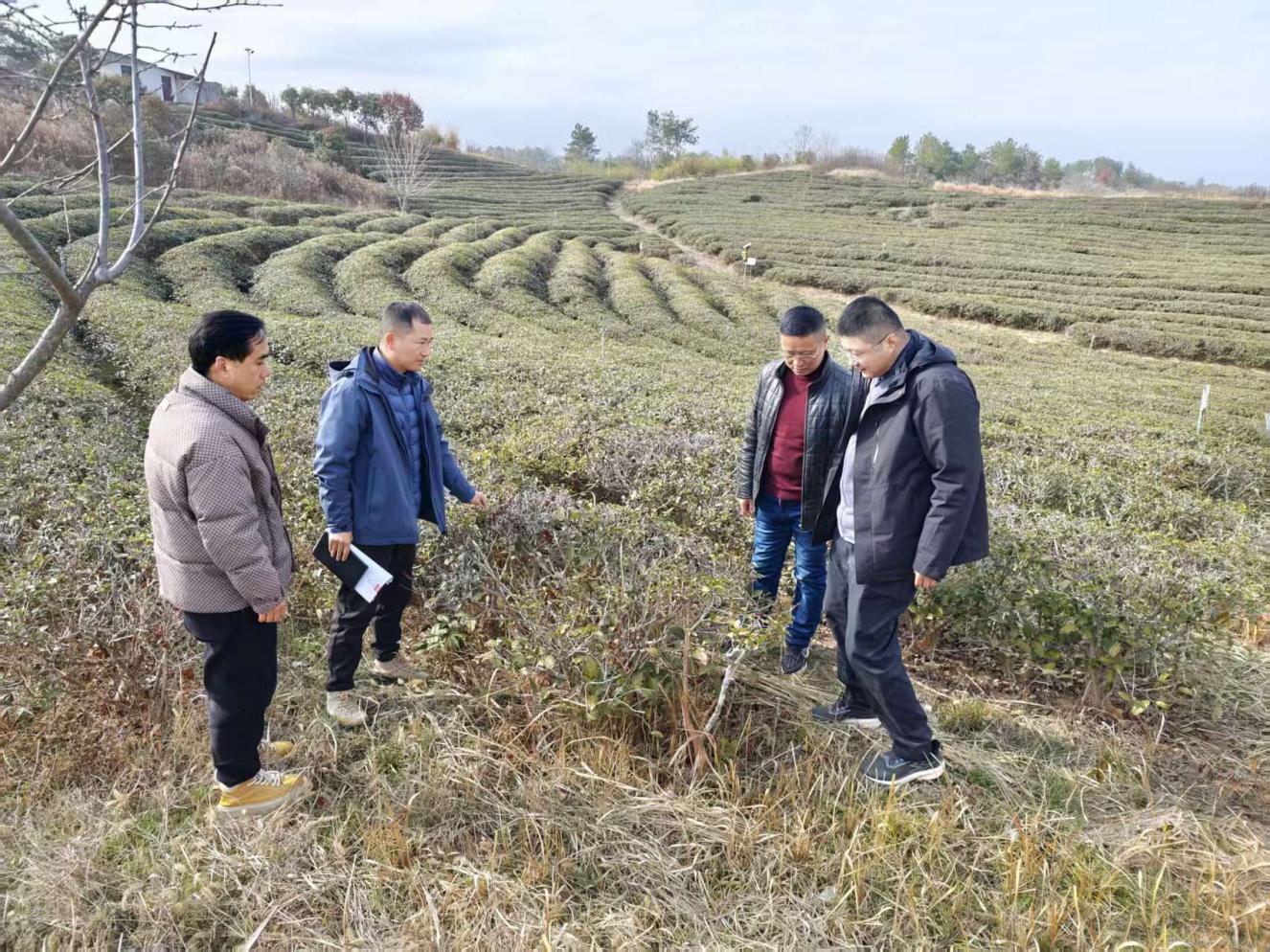 茶葉專家獻良策出實招 助力茶園管理提質(zhì)增效