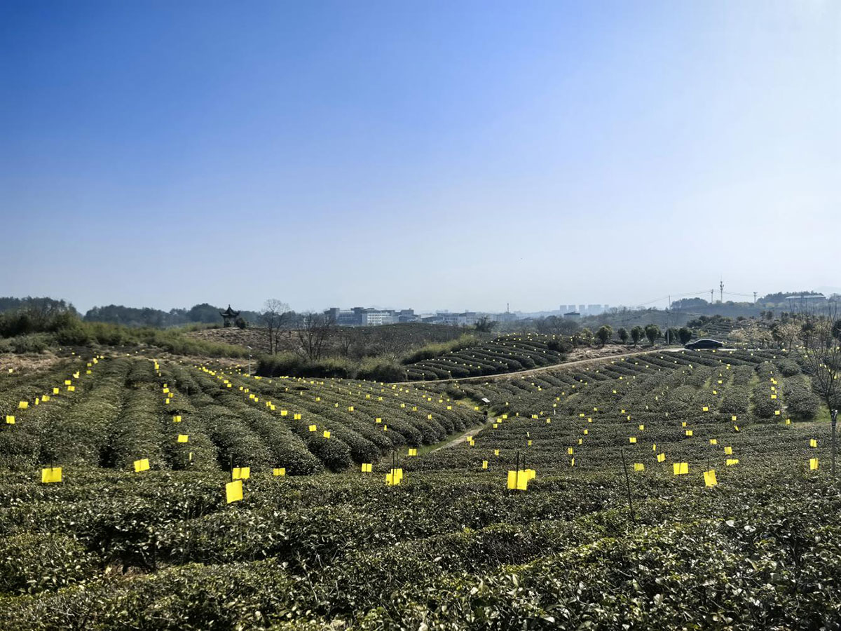 屯溪實驗茶場：插放粘蟲黃板 護(hù)航綠色茶園