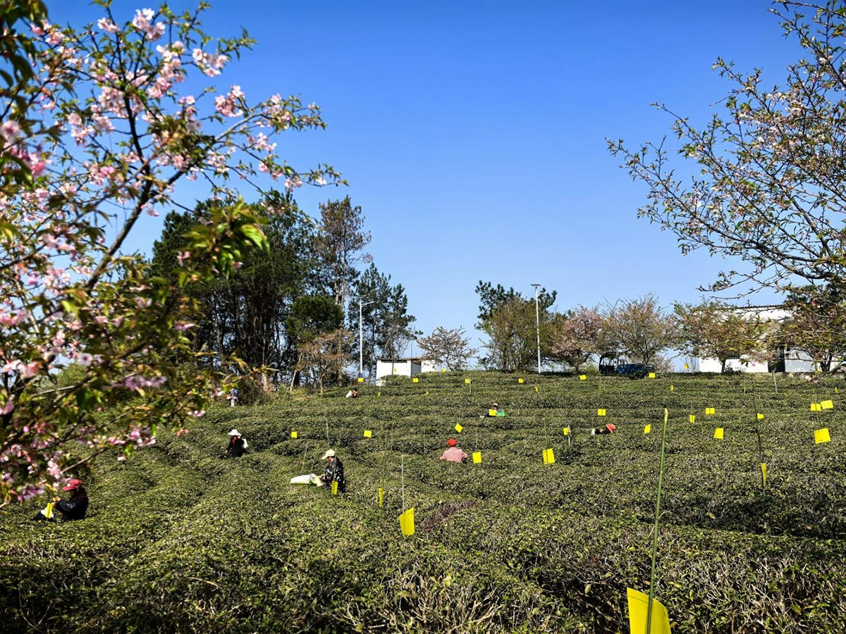 屯溪實驗茶場：插放粘蟲黃板 護航綠色茶園